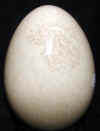 fossilmarble egg7.jpg (195696 bytes)
